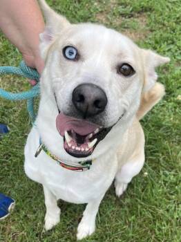 Rescue Husky and German Shepherd Dog Dogs for Adoption - Jarvis | PetCurious