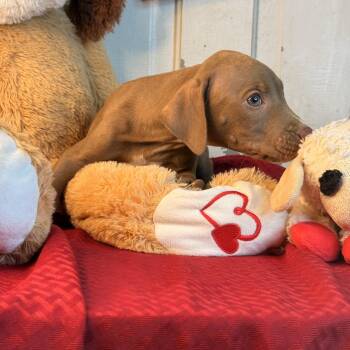 Lyle -  Labrador Retriever and Coonhound Dog for Adoption in Atlanta, Texas - Lyle | PetCurious