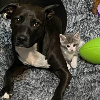 Annie Oakley - Home to Home -  Shepherd and Mixed Breed Dog for Adoption in South Elgin, Illinois - Annie Oakley - Home To Home | PetCurious