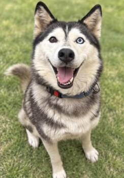 Lyra -  Husky Dog for Adoption in Hamilton, Ohio - Lyra | PetCurious