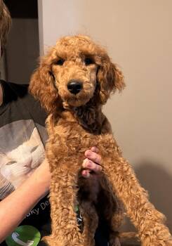 Vino -  Goldendoodle Dog for Adoption in Plainfield, Illinois - Vino | PetCurious