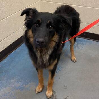 Mixed Breed Dogs Available for Adoption in Memphis, Tennessee - FOX | PetCurious