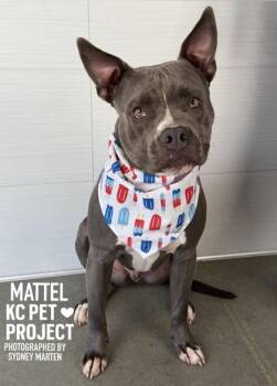 Mattel -  Pit Bull Terrier and Mixed Breed Dog for Adoption in Kansas City, Missouri - Mattel | PetCurious