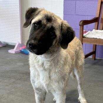 **MOUSE** -  Great Pyrenees and Anatolian Shepherd Dog for Adoption in North Prairie, Wisconsin - **MOUSE** | PetCurious
