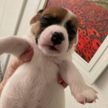 Hibiscus -  Jack Russell Terrier Dog for Adoption in Allen, Texas - Hibiscus | PetCurious