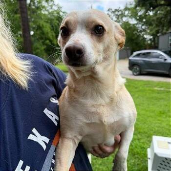 Dagwood -  Mixed Breed Dog for Adoption in Denison, Texas - Dagwood | PetCurious
