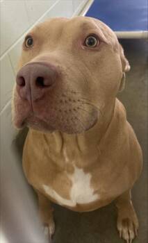 Pit Bull Terrier and Mixed Breed Dogs Available for Adoption - Root | PetCurious