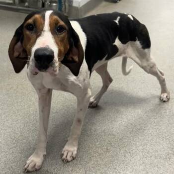 MONA -  Treeing Walker Coonhound Dog for Adoption - MONA | PetCurious
