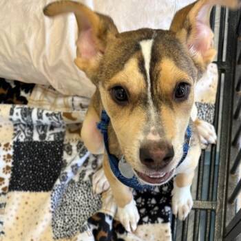 Pointer and Mixed Breed Dogs Available for Adoption in Tulsa, Oklahoma - Mario | PetCurious