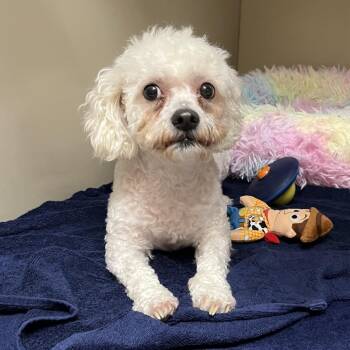 Jax 54205 -  Maltese and Mixed Breed Dog for Adoption in Las Vegas, Nevada - Jax 54205 | PetCurious