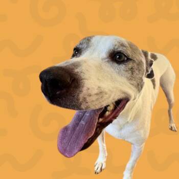 Joe -  Staffordshire Bull Terrier Dog for Adoption in Reno, Nevada - Joe | PetCurious