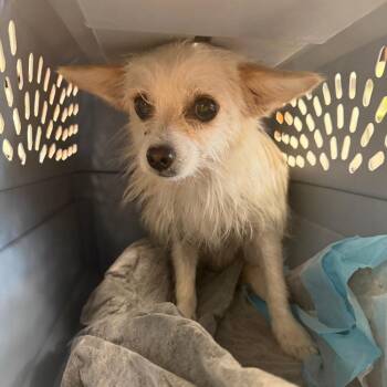 Lunazul -  Chihuahua Dog for Adoption in Philadelphia, Pennsylvania - Lunazul | PetCurious