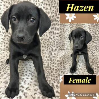 Labrador Retriever Dogs Available for Adoption in Manchester, Connecticut - Hazen | PetCurious