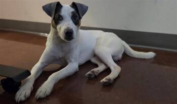 POLK -  Pointer and Mixed Breed Dog for Adoption in Houston, Texas - POLK | PetCurious
