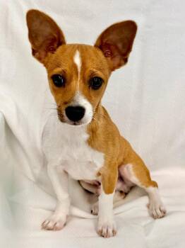 Rally -  Rat Terrier Dog for Adoption in Cape Coral, Florida - Rally | PetCurious