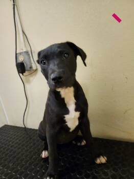 Rescue Labrador Retriever and Great Pyrenees Dogs for Adoption in Ellijay, Georgia - Elsie | PetCurious