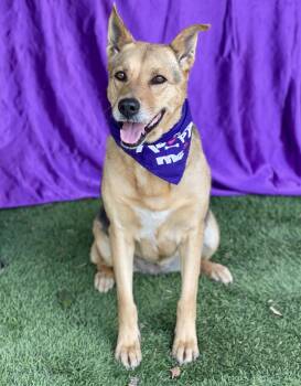 CARMELA -  Shepherd Dog for Adoption in Rowland Heights, California - CARMELA | PetCurious