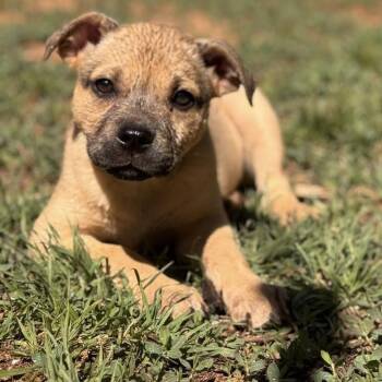 Shepherd Dogs Available for Adoption in South Elgin, Illinois - HoneyBee | PetCurious