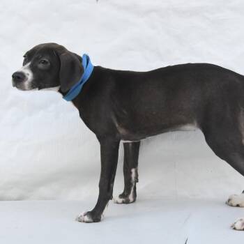Black Labrador Retriever Dogs Available for Adoption in South Elgin, Illinois - Paula | PetCurious