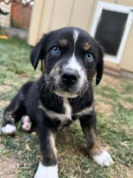 Apollo -  Labrador Retriever Dog for Adoption in Parker, Colorado - Apollo | PetCurious