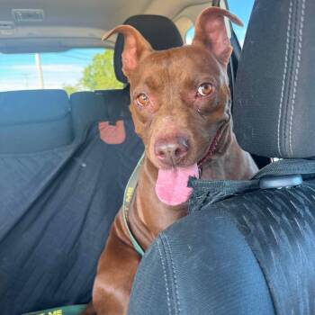 Nipsy -  American Staffordshire Terrier Dog for Adoption in Mckenzie, Tennessee - Nipsy | PetCurious