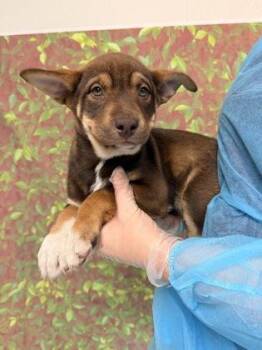 Shepherd and Mixed Breed Dogs Available for Adoption in San Antonio, Texas - Cauliflower | PetCurious