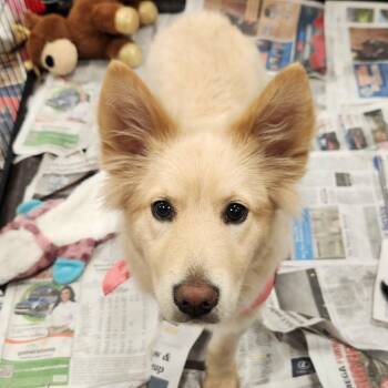 Australian Shepherd Dogs Available for Adoption in Austin, Texas - Ashlynn JW | PetCurious
