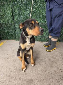 Mixed Breed Dogs Available for Adoption in El Paso, Texas - Choco | PetCurious