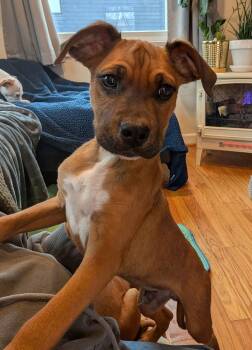 Boxer Dogs Available for Adoption - Rocky | PetCurious