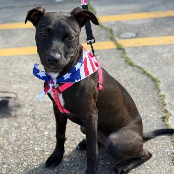 Marilyn Mon-Woof -  Pit Bull Terrier Dog for Adoption in Abbotsford, British Columbia - Marilyn Mon-Woof | PetCurious