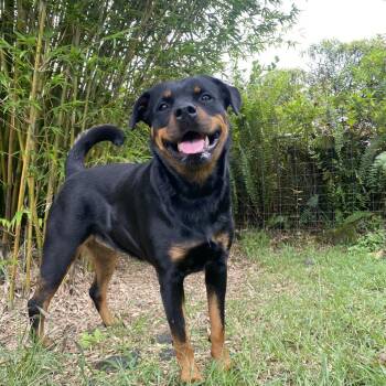 Rottweiler Dogs Available for Adoption - Malia | PetCurious