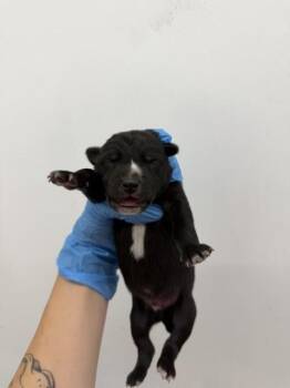 BITSY -  German Shepherd Dog Dog for Adoption in San Bernardino, California - BITSY | PetCurious
