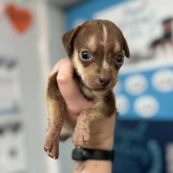 Mixed Breed Dogs Available for Adoption in Columbia, South Carolina - Brown Bear | PetCurious