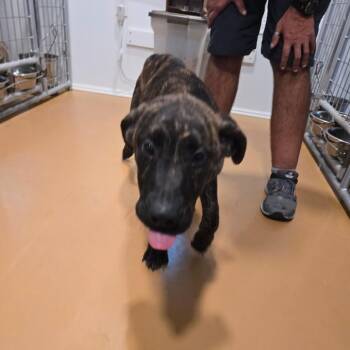 Goliath -  German Shepherd Dog Dog for Adoption in Hinesville, Georgia - Goliath | PetCurious