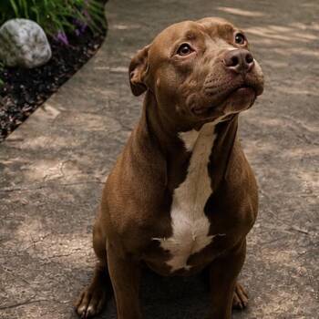 Rocky -  Mixed Breed Dog for Adoption in Eureka Springs, Arkansas - Rocky | PetCurious