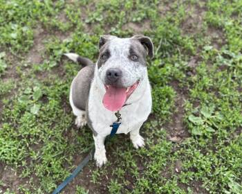 Boxer and Mixed Breed Dogs Available for Adoption in Omaha, Nebraska - HAUS | PetCurious