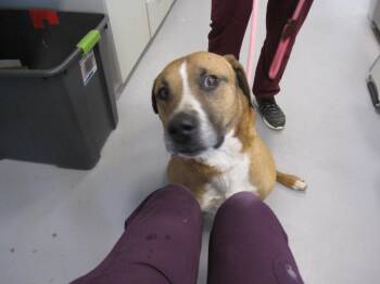 CHAOS -  Mixed Breed Dog for Adoption in Santa Fe, New Mexico - CHAOS | PetCurious