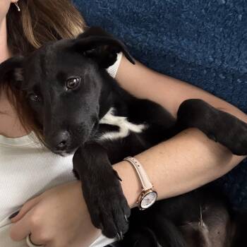 Batman -  Black Labrador Retriever Dog for Adoption in Port St. Lucie, Florida - Batman | PetCurious