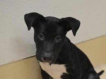 Oli -  Pit Bull Terrier Dog for Adoption in Portland, Oregon - Oli | PetCurious