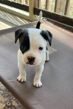 Mixed Breed Dogs Available for Adoption - June | PetCurious