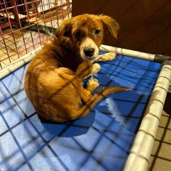 Mable -  Terrier Dog for Adoption in Madill, Oklahoma - Mable | PetCurious