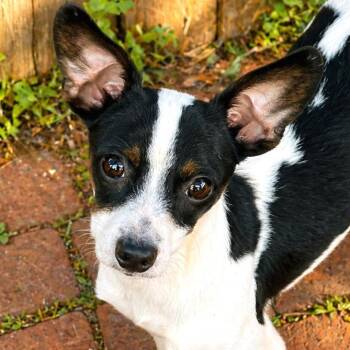 Chihuahua Dogs Available for Adoption in Boerne, Texas - Moo | PetCurious