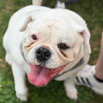 English Bulldog Dogs Available for Adoption in Brownsboro, Alabama - Angel | PetCurious