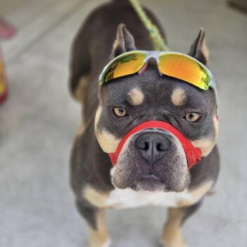 Bellatrix -  American Bully Dog for Adoption in Columbia, South Carolina - Bellatrix | PetCurious