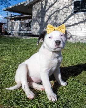 Border Collie and Labrador Retriever Dogs Available for Adoption in Salt Lake City, Utah - Malia | PetCurious