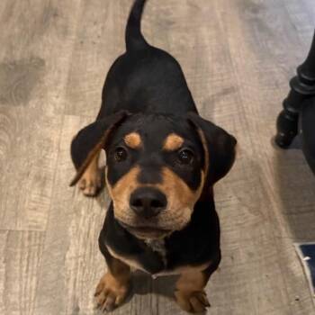 Rufus -  Mixed Breed Dog for Adoption in Daphne, Alabama - Rufus | PetCurious