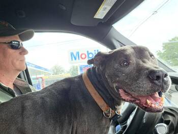 American Bulldog Dogs Available for Adoption in Lakeland, Florida - Crocket | PetCurious