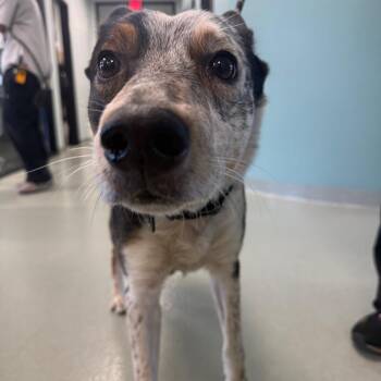Zeus -  Australian Cattle Dog Blue Heeler Dog for Adoption in Abilene, Texas - Zeus | PetCurious