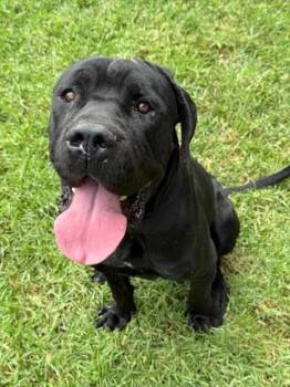 Mastiff and Mixed Breed Dogs Available for Adoption - BATMAN | PetCurious