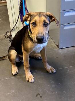 Rescue German Shepherd Dog and Mixed Breed Dogs for Adoption in Santa Cruz, California - WONKA* | PetCurious